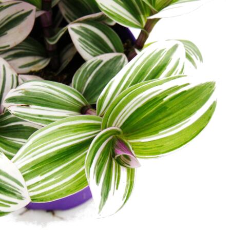 wisteria for sale Amethyst Falls Wisteria Vine main image 0