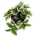Cœur Exotique - Fleur de Trois Mâts - Tradescantia "White" - plante dintérieur suspendue facile dentretien - pot de 12m - blanc