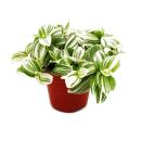 Exotenherz - Dreimasterblume - Tradescantia zebrina "Brightness" - pflegeleichte hängende Zimmerpflanze - 12m Topf - weiss