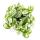 Cœur exotique - Fleur de trois maîtres - Tradescantia zebrina "Brightness" - plante dintérieur suspendue facile à entretenir - pot de 12m - blanc