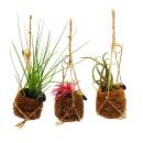 Kokodama - Set with 3 different tillandsias in small cocodama pots - hanging - air carnations