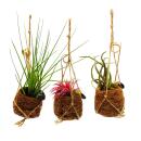 Kokodama - Set with 3 different tillandsias in small...