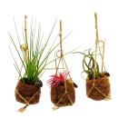 Kokodama - Set with 3 different tillandsias in small...