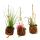 Kokodama - Set with 3 different tillandsias in small cocodama pots - hanging - air carnations