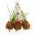 Kokodama - Set with 3 different tillandsias in small cocodama pots - hanging - air carnations