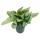 Moonlight ivy - Scindapsus pictus Moonlight - 12cm pot