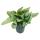 Moonlight ivy - Scindapsus pictus Moonlight - 12cm pot