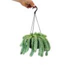 Sedum morganianum Burrito - Monkey swing - 14cm hanging pot - hanging succulent