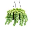 Sedum morganianum Burrito - Monkey swing - 14cm hanging pot - hanging succulent