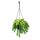 Sedum morganianum Burrito - Monkey swing - 14cm hanging pot - hanging succulent