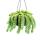 Sedum morganianum Burrito - Monkey swing - 14cm hanging pot - hanging succulent