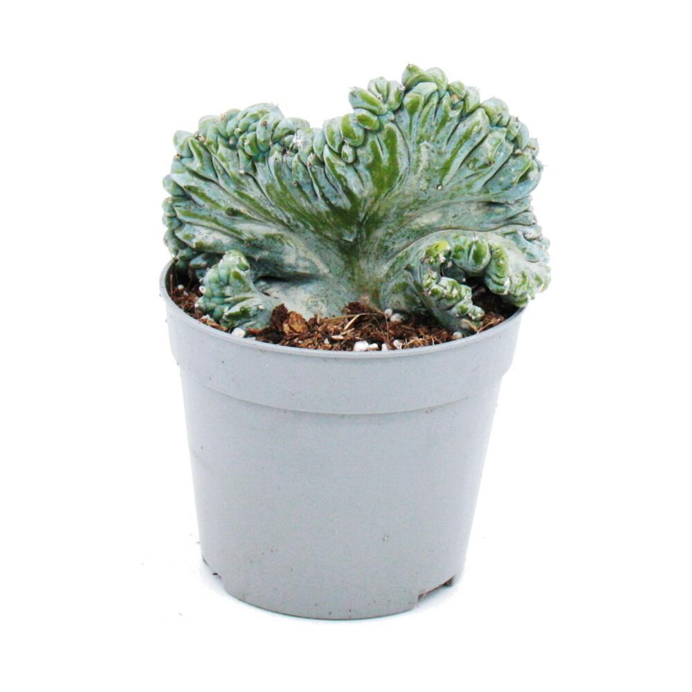 Heidelbeer-Kaktus - Kammform - Myrtillocactus geometrizans cristata -