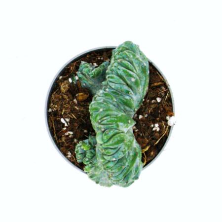 monstera adansonii archipelago ghost Monstera Adansonii Archipelago
