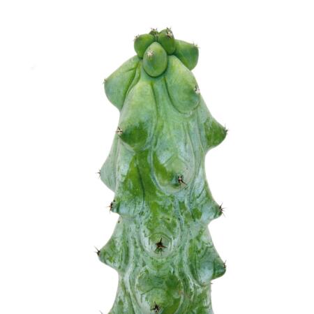 kirschlorbeer mit roten blüten Portugiesischer Kirschlorbeer (Prunus lusitanica 'Angustifolia') | 40-60 cm  im Topf main image 1