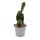 Cobra cactus - Opuntia reticulata "Cobra" - eye-catching ear cactus - 6.5cm pot