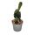 Cobra cactus - Opuntia reticulata "Cobra" - eye-catching ear cactus - 6.5cm pot