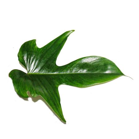 buy philodendron pink princess Philodendron 'Pink Princess' main image 1