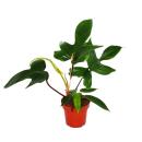 Philodendron Florida Beauty Green - Exceptional tree friend - 12cm pot