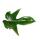 Philodendron Florida Beauty Green - Ami des arbres exceptionnel - pot de 12cm