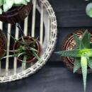 Kolibri Home - Decorative tray - Round bamboo bowl 30cm