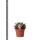 Kolibri Greens - Green plant - Succulent Echeveria Purpusorum - pot size 6cm - green houseplant