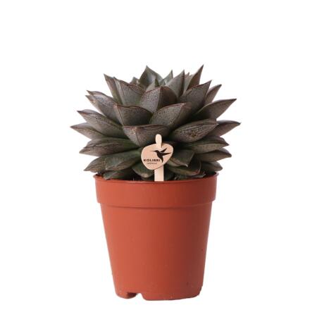 Kolibri Greens - Plante verte - Succulente Echeveria Purpusorum - taille de pot 9cm - plante dintérieur verte