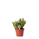 Kolibri Greens - green plant - succulent Crassula Hobbit - pot size 6cm - green houseplant - fresh from the nursery