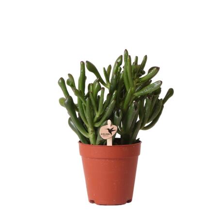 Kolibri Greens - Succulente Crassula Hobbit - taille de pot 9cm - plante dintérieur verte - fraîchement sortie de la pépinière