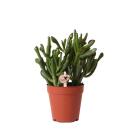 Kolibri Greens - Succulent Crassula Hobbit - pot size 9cm...