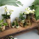 Kolibri Greens - Succulente Crassula Hobbit - taille de pot 9cm - plante dintérieur verte - fraîchement sortie de la pépinière