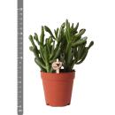 Kolibri Greens - Succulente Crassula Hobbit - taille de pot 9cm - plante dintérieur verte - fraîchement sortie de la pépinière