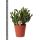 Kolibri Greens - Succulente Crassula Hobbit - taille de pot 9cm - plante dintérieur verte - fraîchement sortie de la pépinière