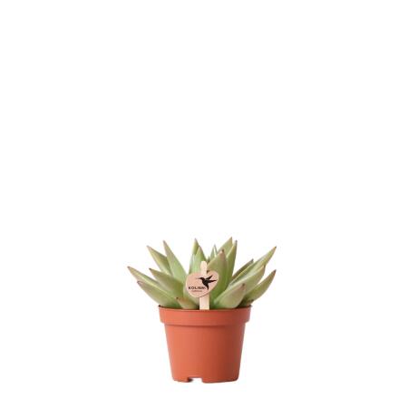 Kolibri Greens - Plante verte - Succulente Echeveria Miranda - taille de pot 6cm - plante dintérieur verte - fraîchement sortie de la pépinière