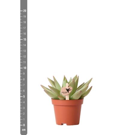Kolibri Greens - Grnpflanze - Sukkulente Echeveria Miranda - Topfgr