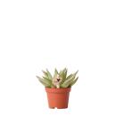 Kolibri Greens - Green plant - Succulent Echeveria Miranda - pot size 6cm - green houseplant - fresh from the nursery