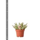 Kolibri Greens - Green plant - Succulent Echeveria Miranda - pot size 6cm - green houseplant - fresh from the nursery