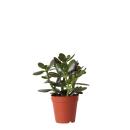 Kolibri Greens - Green plant - Succulent Crassula Ovata - pot size 9cm - green houseplant - fresh from the nursery