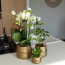 Kolibri Greens - Green plant - Succulent Crassula Ovata -...