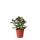 Kolibri Greens Grünpflanze Sukkulente Crassula Ovata Topfgröße 9cm grüne Zimmerpflanze frisch aus der Gärtnerei