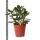 Kolibri Greens Grünpflanze Sukkulente Crassula Ovata Topfgröße 9cm grüne Zimmerpflanze frisch aus der Gärtnerei