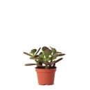 Kolibri Greens - Green plant - Succulent Crassula Ovata - pot size 6cm - green houseplant - fresh from the nursery