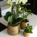 Kolibri Greens - Green plant - Succulent Crassula Ovata - pot size 6cm - green houseplant - fresh from the nursery
