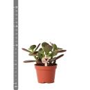 Kolibri Greens - Grünpflanze - Sukkulente Crassula Ovata - Topfgröße 6cm - grüne Zimmerpflanze - frisch aus der Gärtnerei