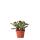 Kolibri Greens - Plante verte - Succulente Crassula Ovata - Taille de pot 6cm - plante dintérieur verte - fraîchement cultivée