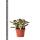 Kolibri Greens - Grünpflanze - Sukkulente Crassula Ovata - Topfgröße 6cm - grüne Zimmerpflanze - frisch aus der Gärtnerei