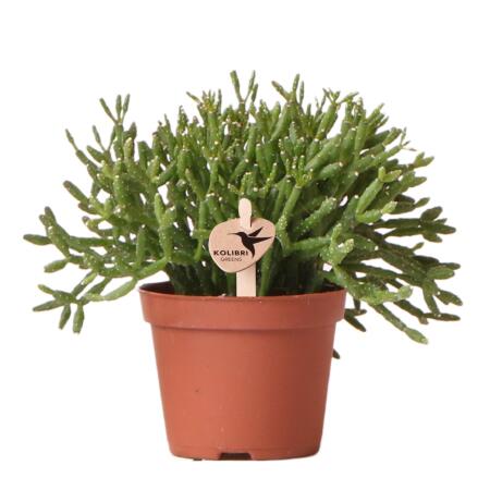 Kolibri Greens - Plante verte - Rhipsalis Cereuscala Gold - taille de pot 6cm - plante dintérieur verte - fraîchement cultivée par le producteur