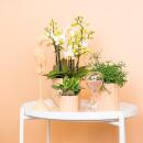Kolibri Greens Grünpflanze Rhipsalis Cereuscala Gold...