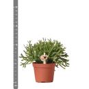Kolibri Greens Grünpflanze Rhipsalis Cereuscala Gold Topfgröße 6cm grüne Zimmerpflanze frisch vom Züchter