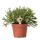 Kolibri Greens - Grünpflanze - Rhipsalis Cereuscala Gold - Topfgröße 6cm - grüne Zimmerpflanze - frisch vom Züchter