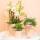 Kolibri Greens - Plante verte - Rhipsalis Cereuscala Gold - taille de pot 6cm - plante dintérieur verte - fraîchement cultivée par le producteur